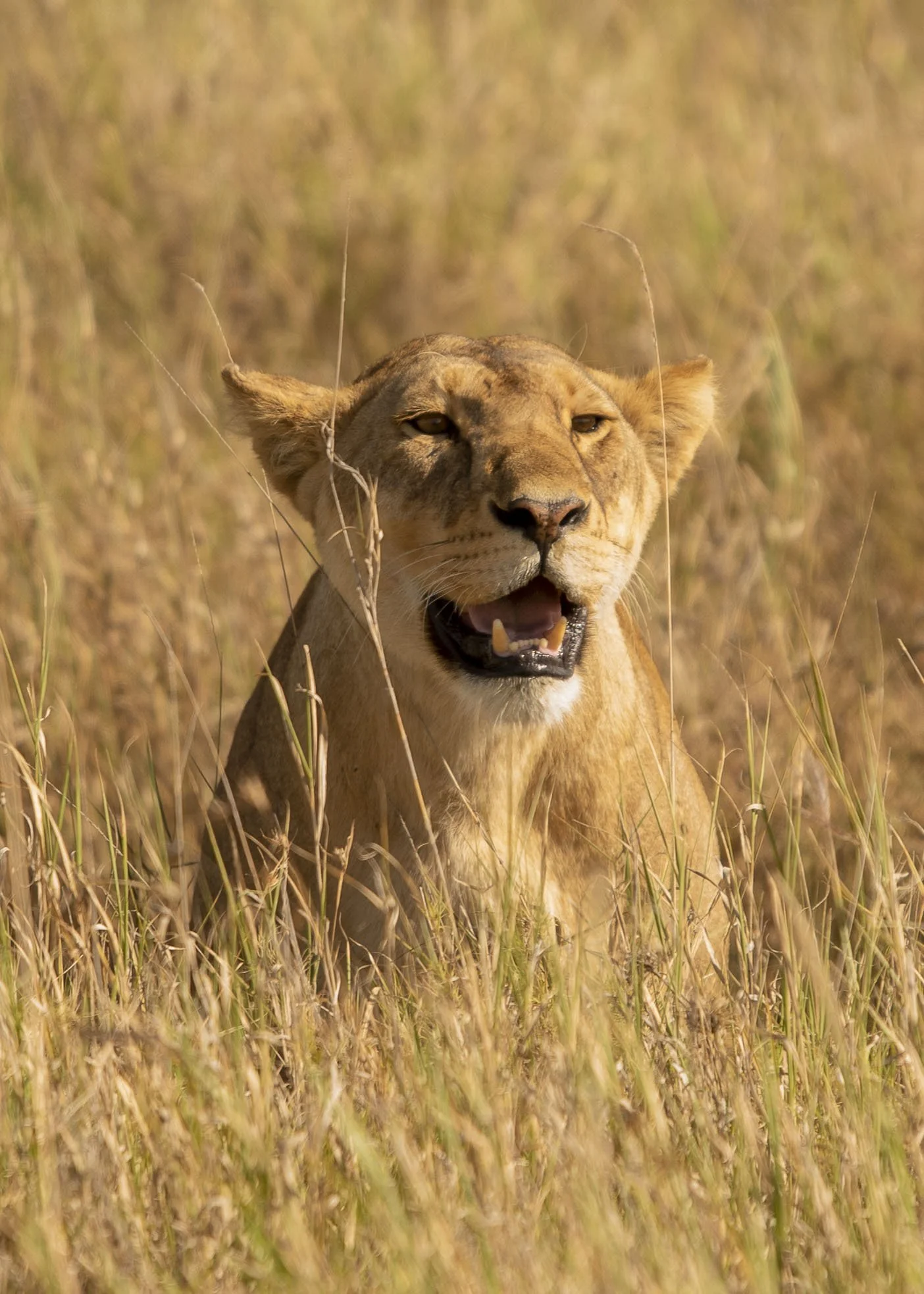 3-Day Adventure Safari