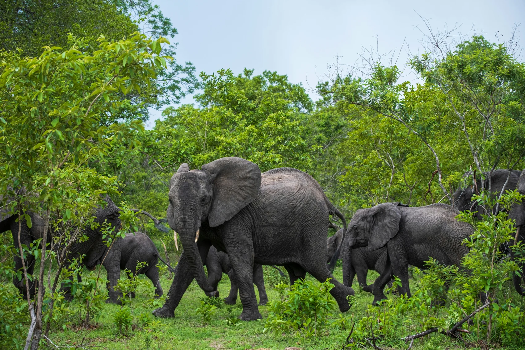 3-Day Tanzania Safaris