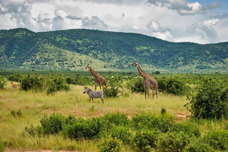 4-Day Arusha & Tarangire Safari