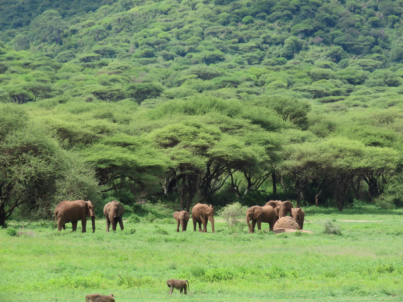 4-Day Tanzania Safari Expedition