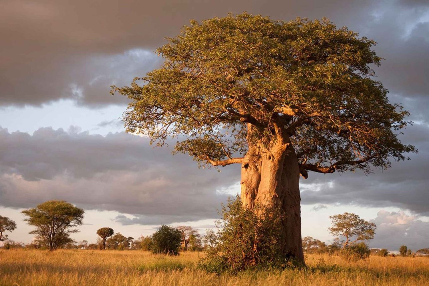 5-Day Luxury Serengeti Tour