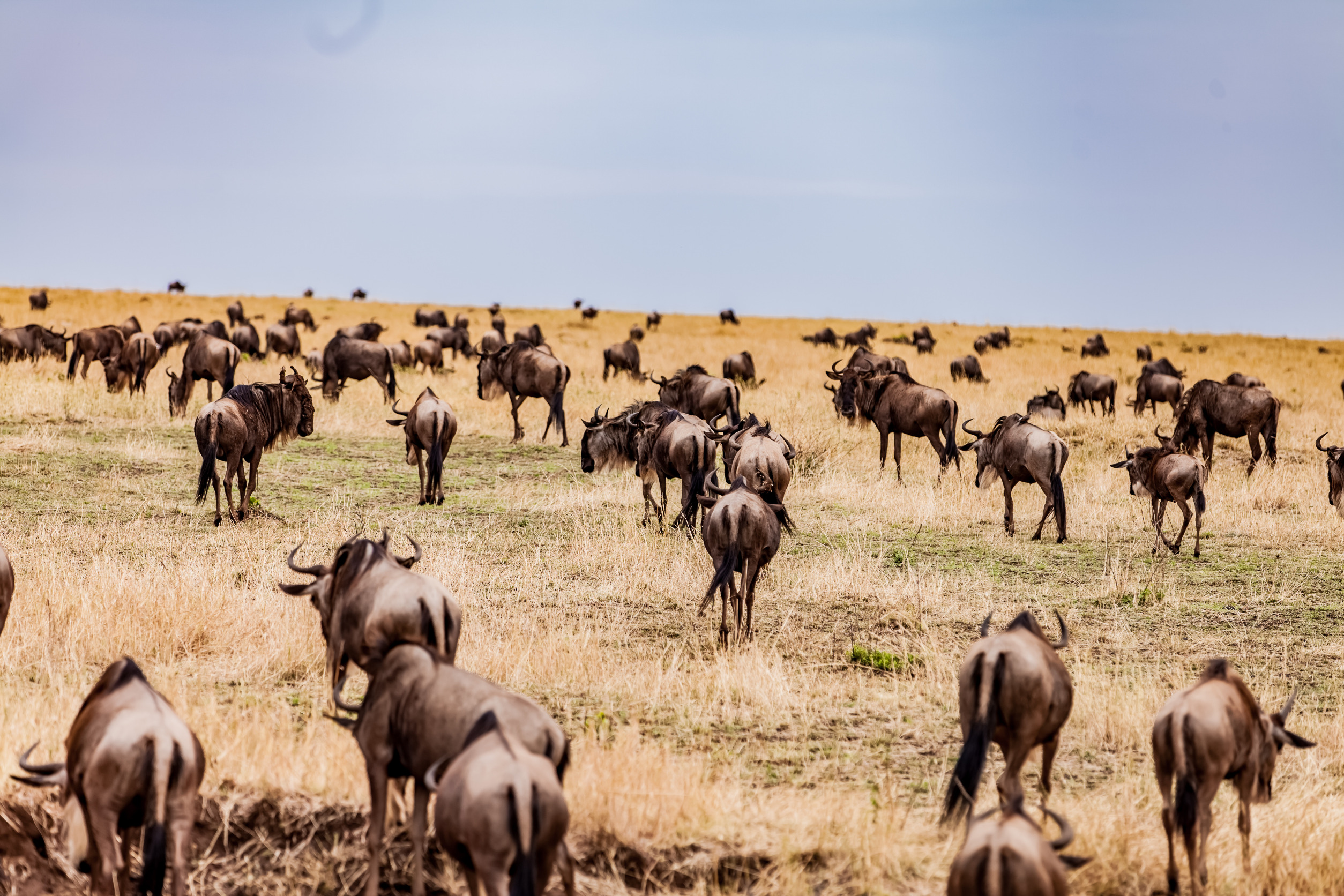 7-Day Great Migration Safari