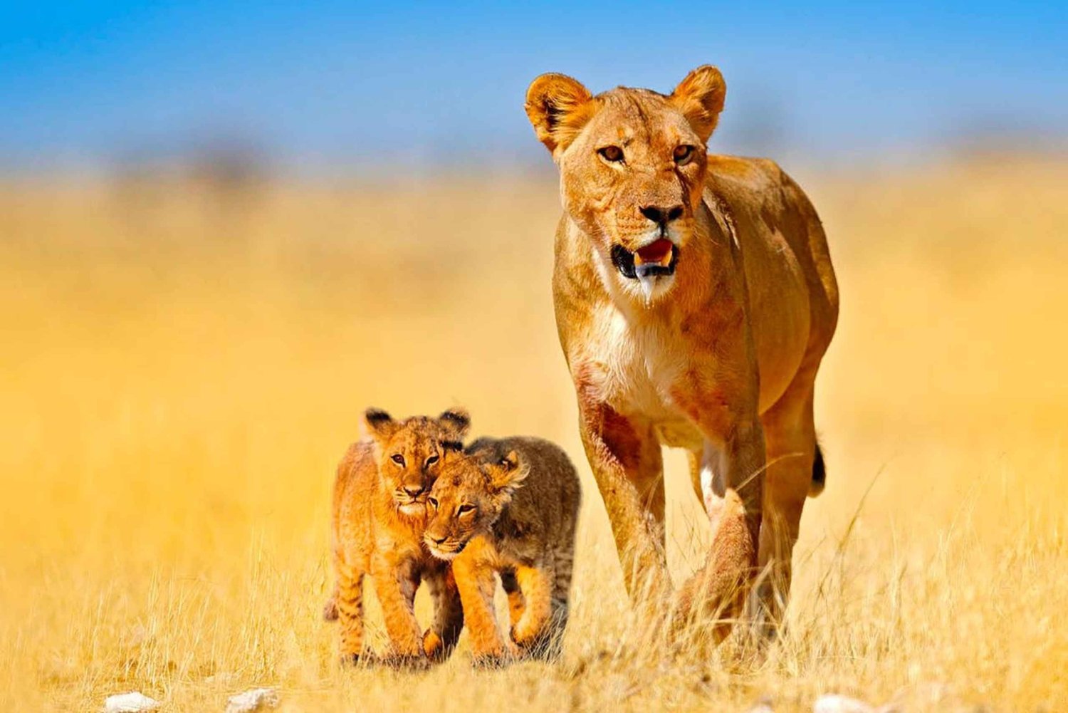 8-Day Southern Safari & Zanzibar