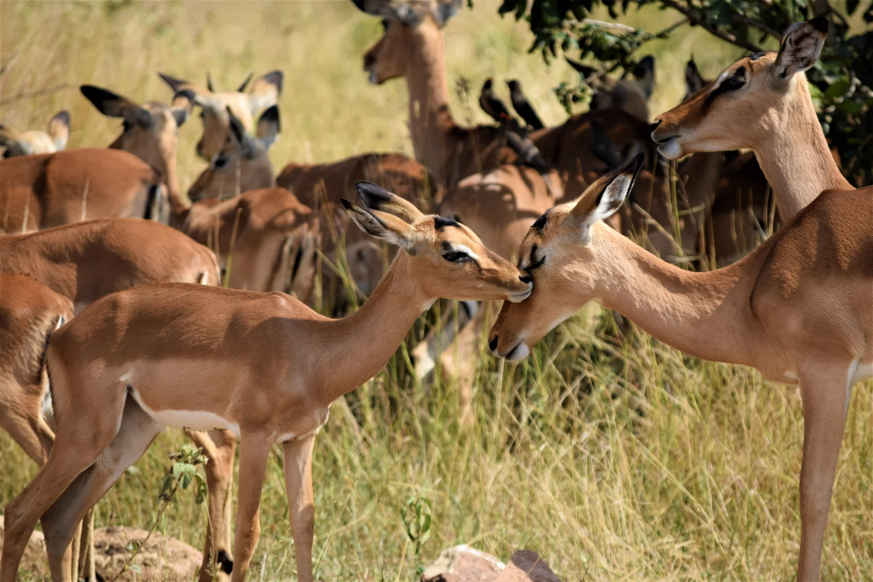 8-Day Wildlife Safari and Zanzibar