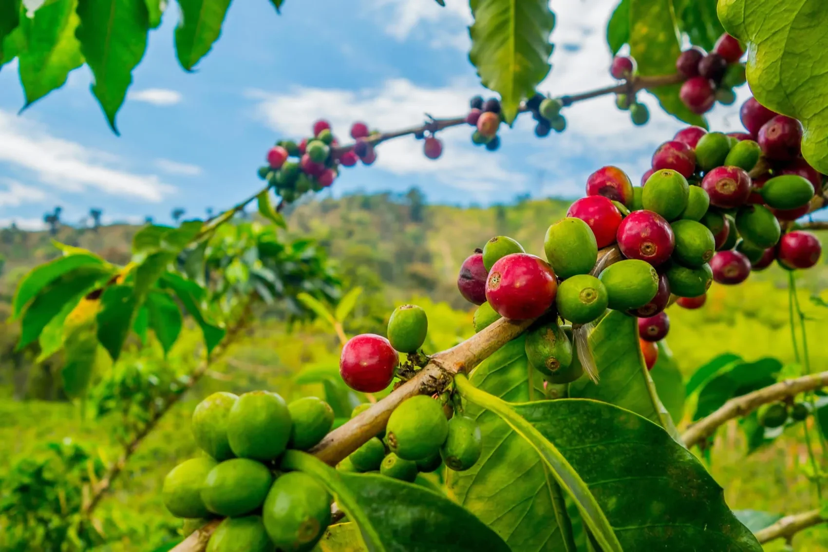 Chagga Coffee Farms