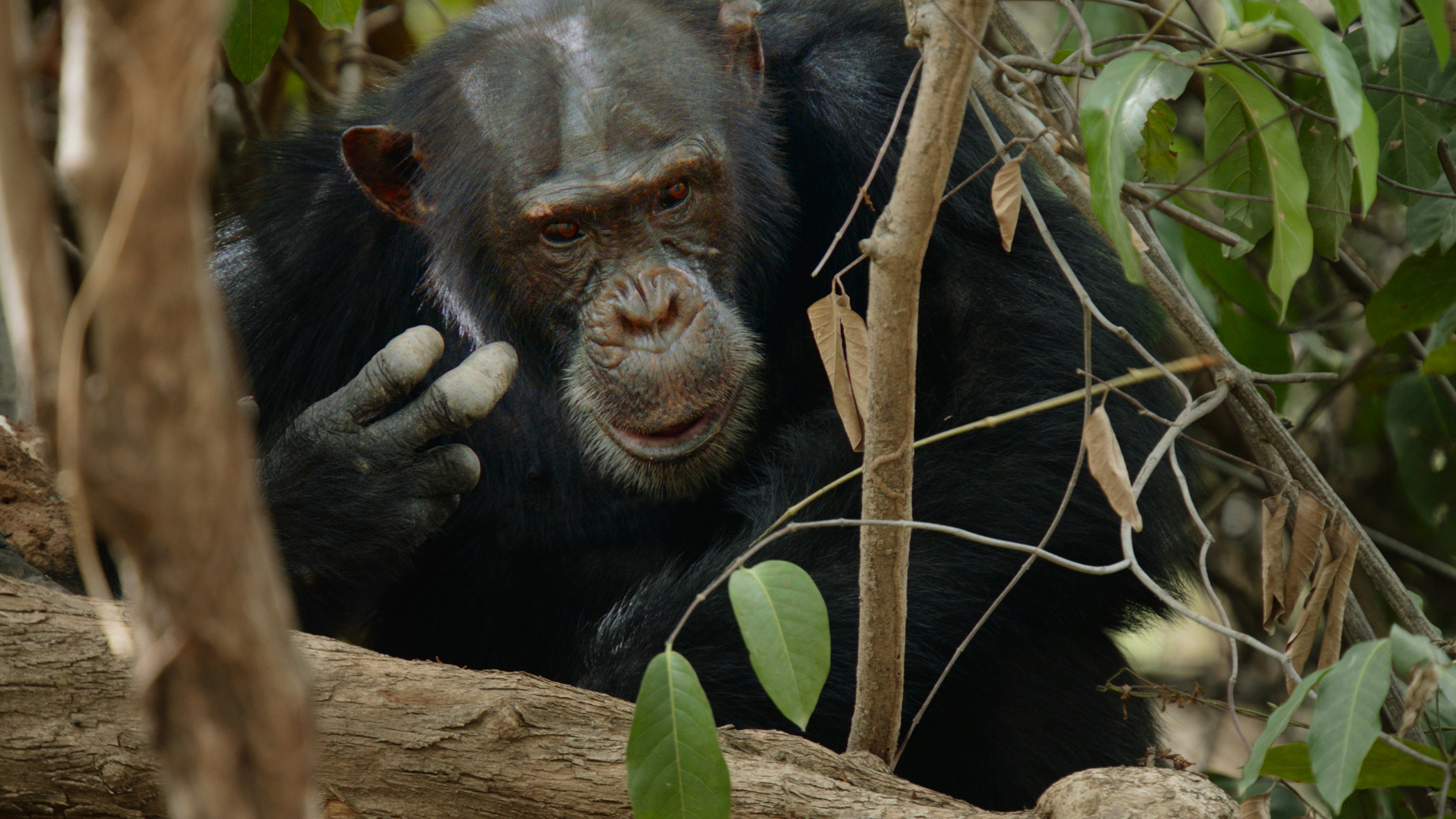 Gombe Stream National Park - Chimpanzee Tracking