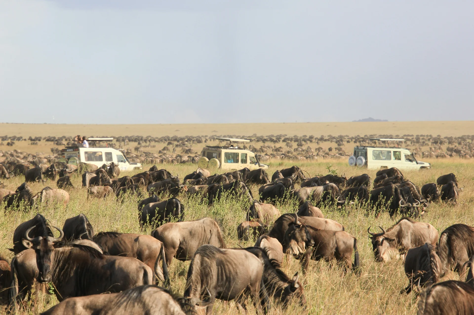 Unrivaled Serengeti Safaris