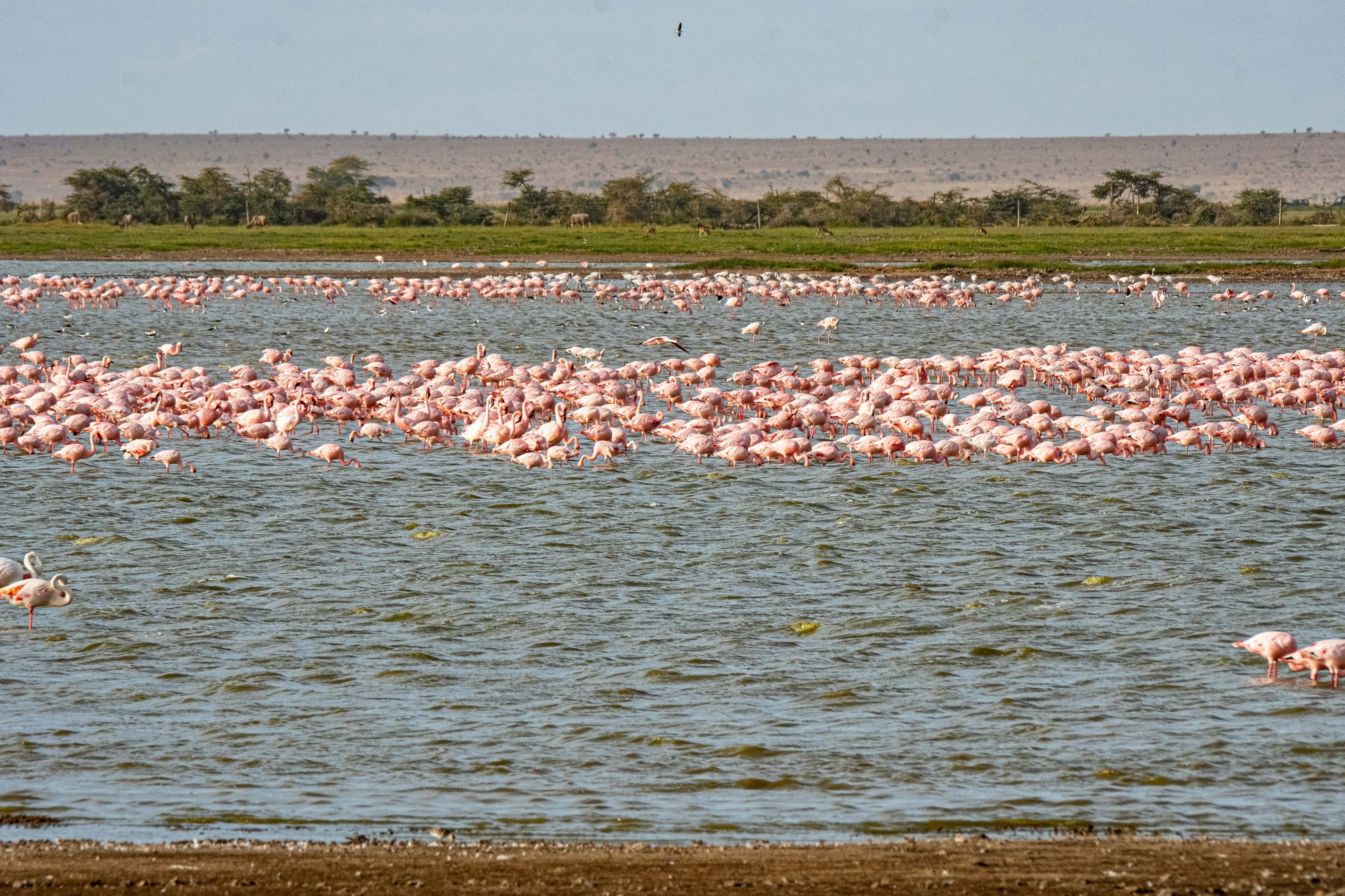 Lake Manyara National Park - Flamingos and Tree Lions