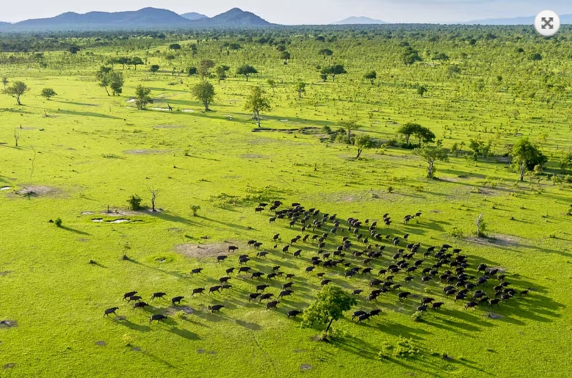 Serengeti Great Migration