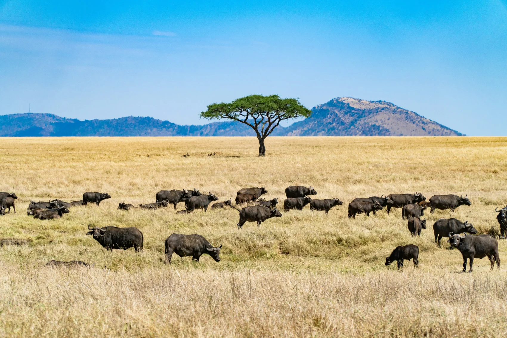 Elephants and baobab trees in Tarangire National Park
