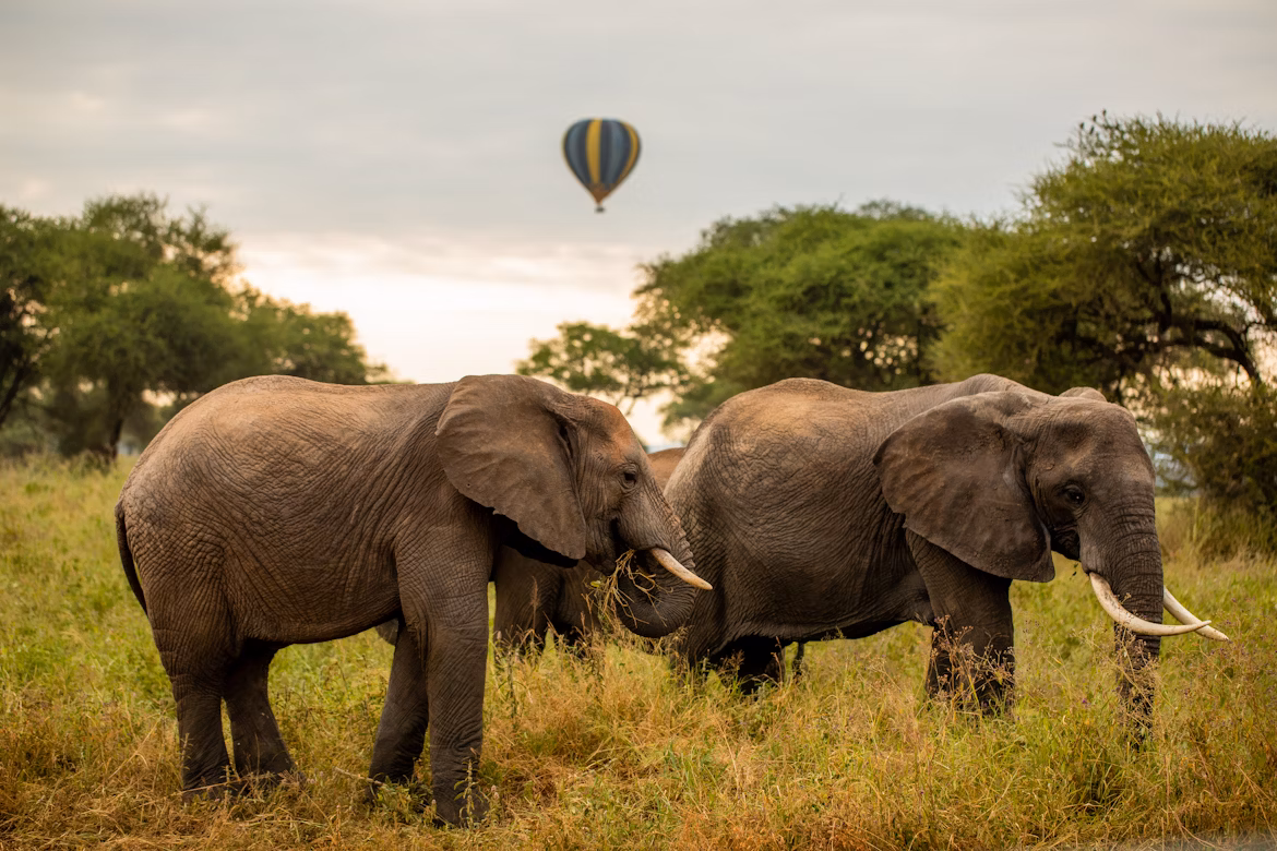 Tarangire National Park - Elephant Herds and Baobabs